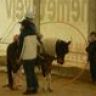 Anyaoltalmazó tábor 2008